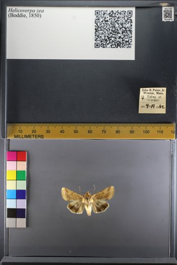 Media type: image;   Entomology 754516